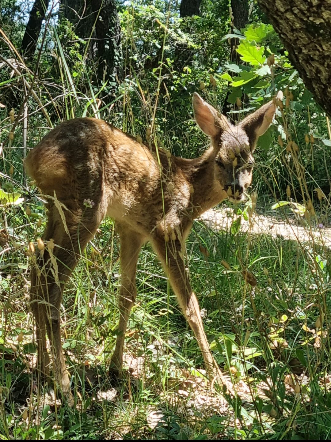 Photographie naturaliste prise dans la forêt de Nyons 🌲. Un tout jeune faon (une petite biche) 🦌 est debout sur un sol couvert de végétation et de pommes de pin. L'animal, au pelage tacheté, tourne la tête en arrière pour regarder doucement l'objectif avec curiosité. L'arrière-plan est une forêt dense et sauvage. accrobranche